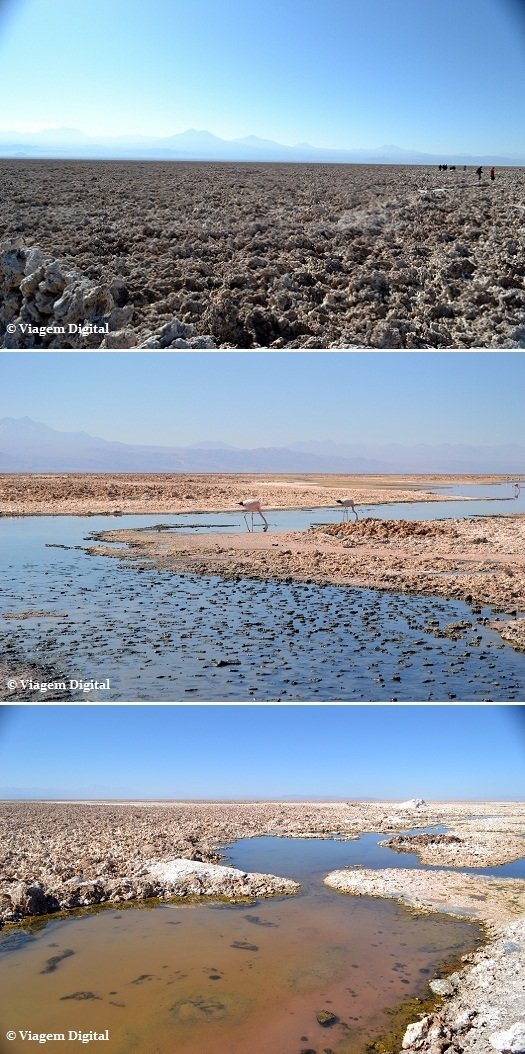Turismo no Atacama: Lagunas Altiplanicas e Salar