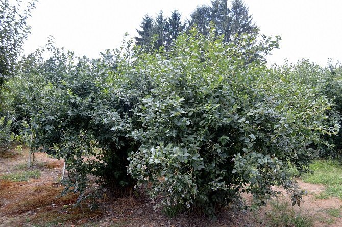 Fazenda em Pitt Meadows