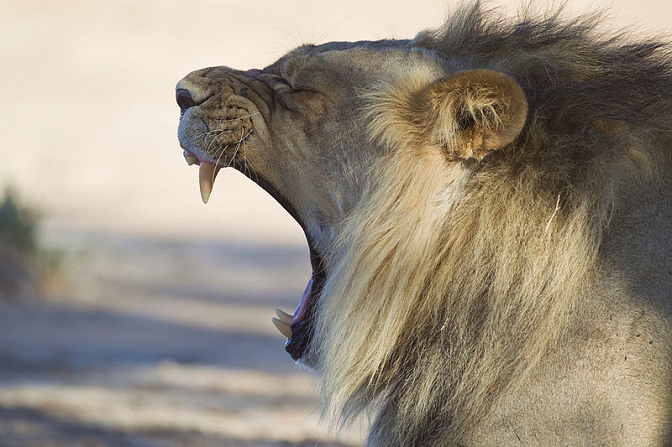 Safari na África do Sul