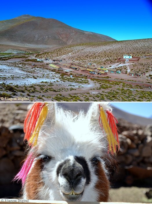 Deserto do Atacama: Povoado Machuca + lhama