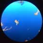 Vancouver Aquarium (Canadá): ver o mar sem entrar